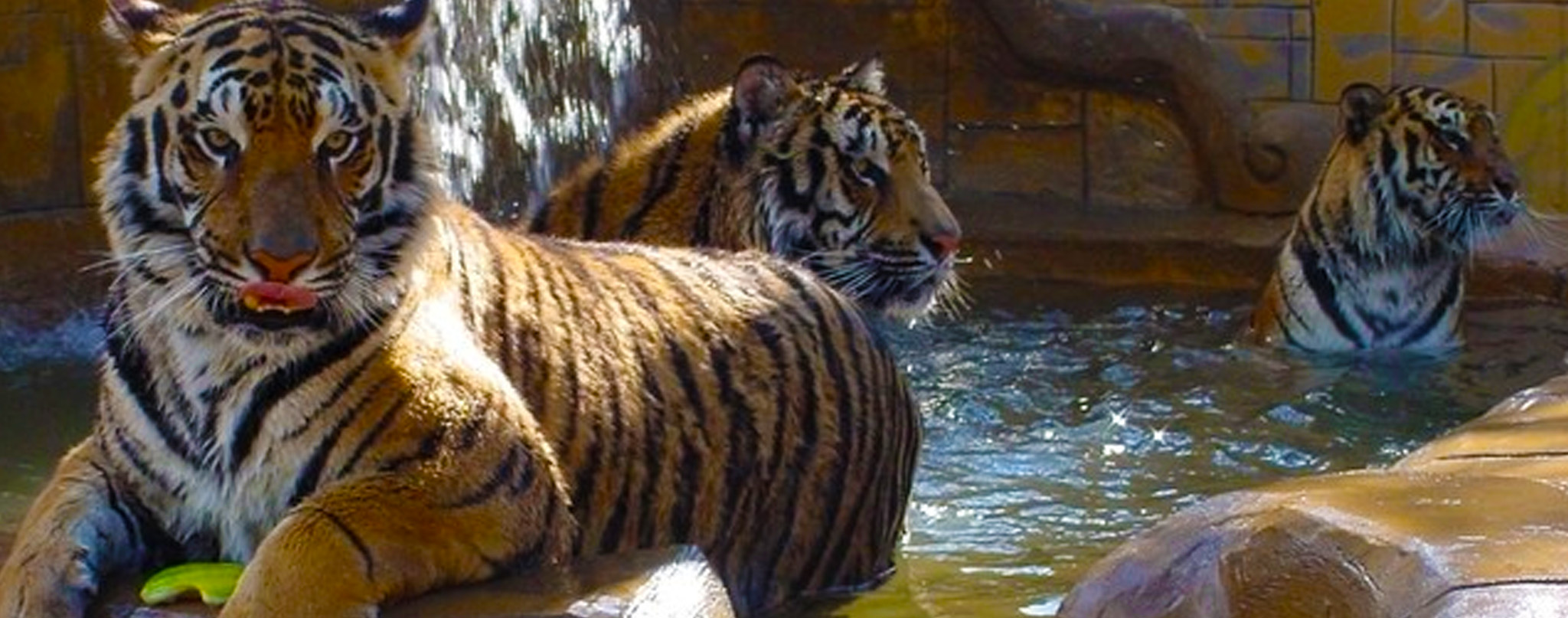 Mead Web Design and Marketing: Cat Tales Wildlife Center, a unique attraction showcasing wildlife education and conservation.